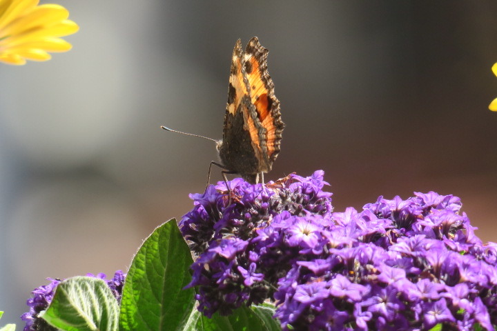 Schmetterlinge, Falter