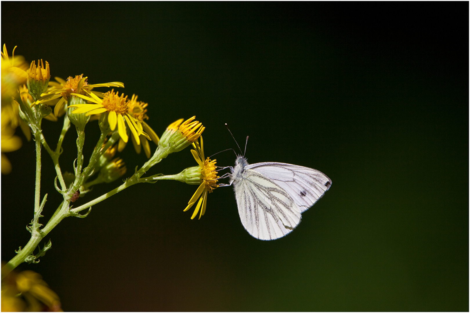 Mal ein Schmetterling