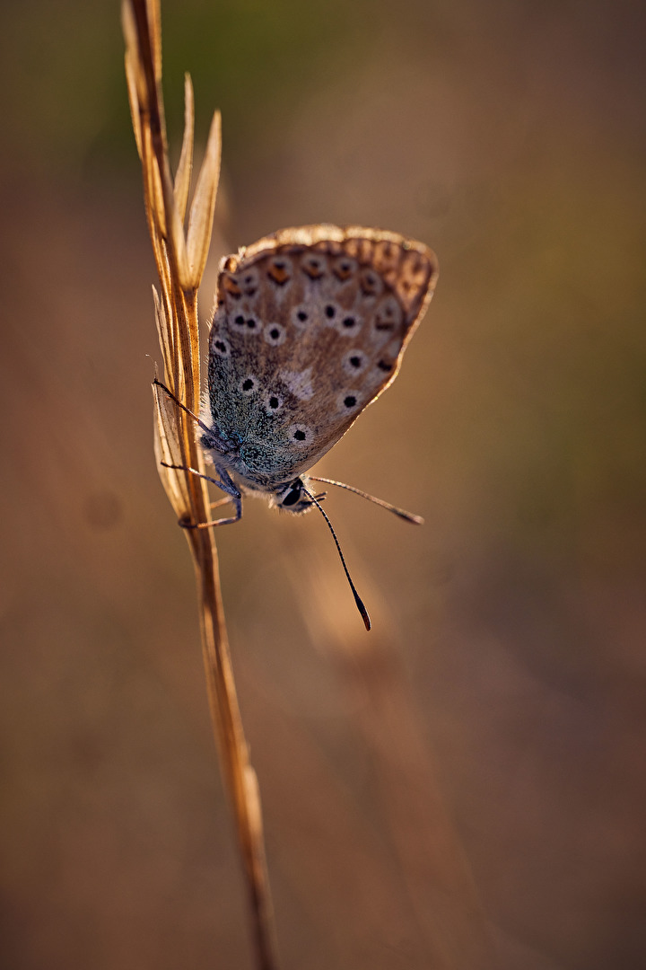 Bläuling 2