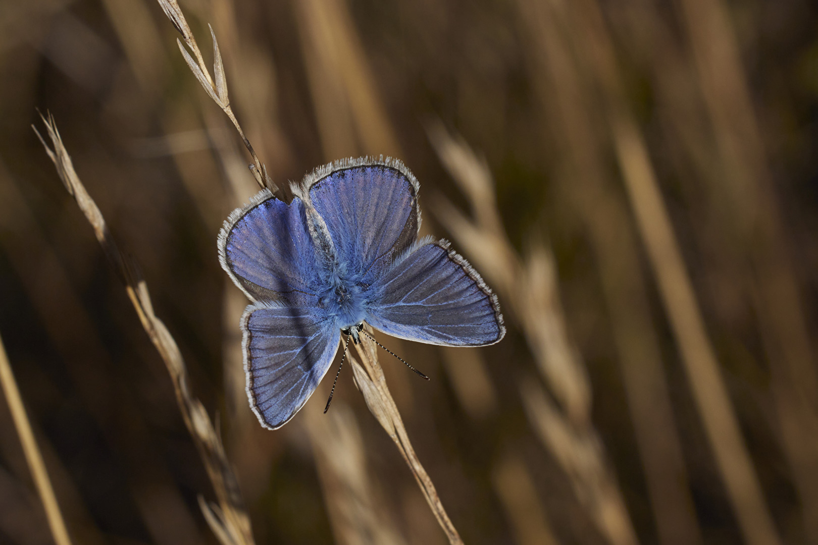 Last flash of blue