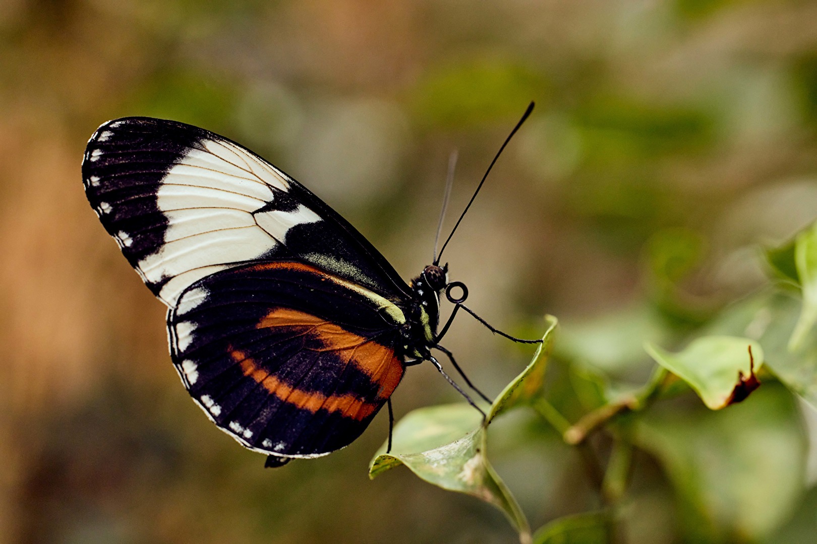 Exotische Schönheit