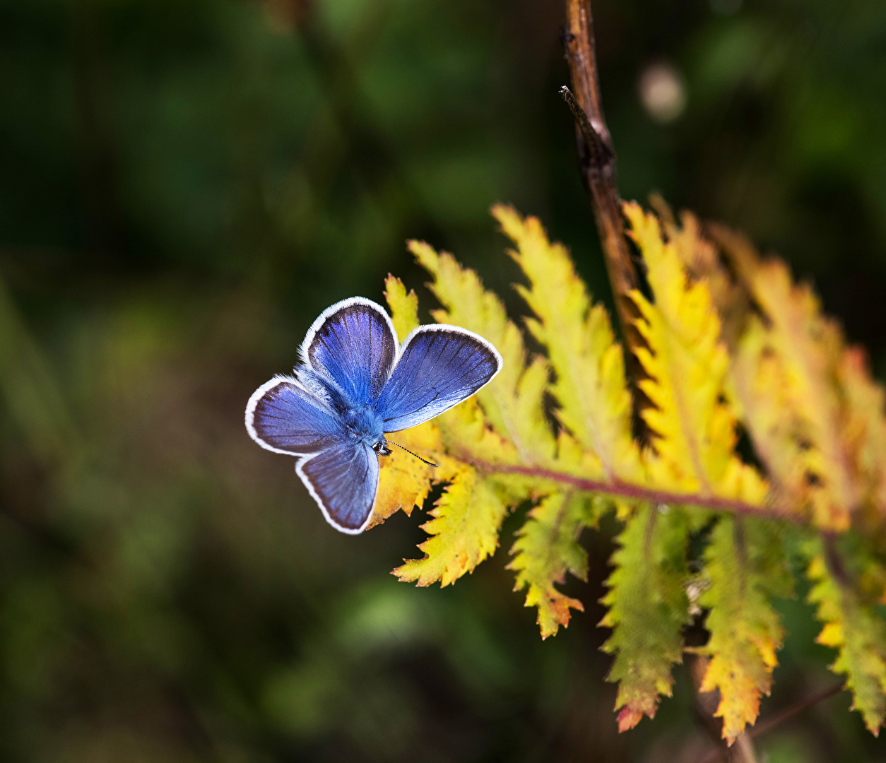 Frisches Blau auf welkem Gelb