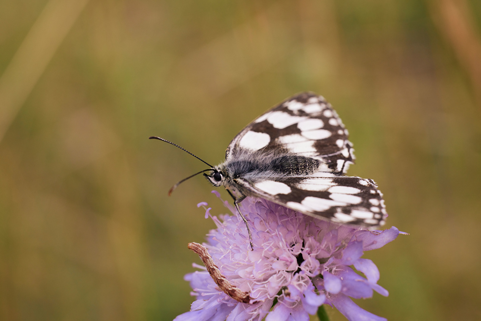 Hey, was soll aus Dir mal werden?