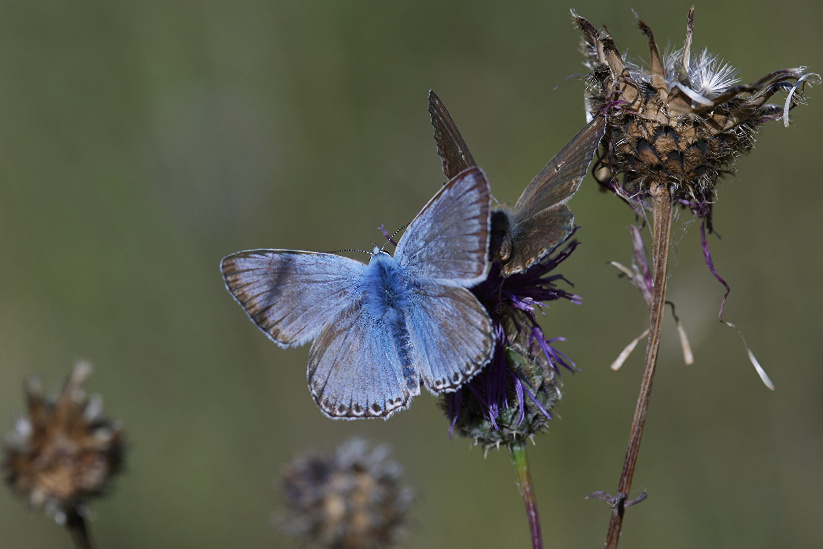 Blue companios