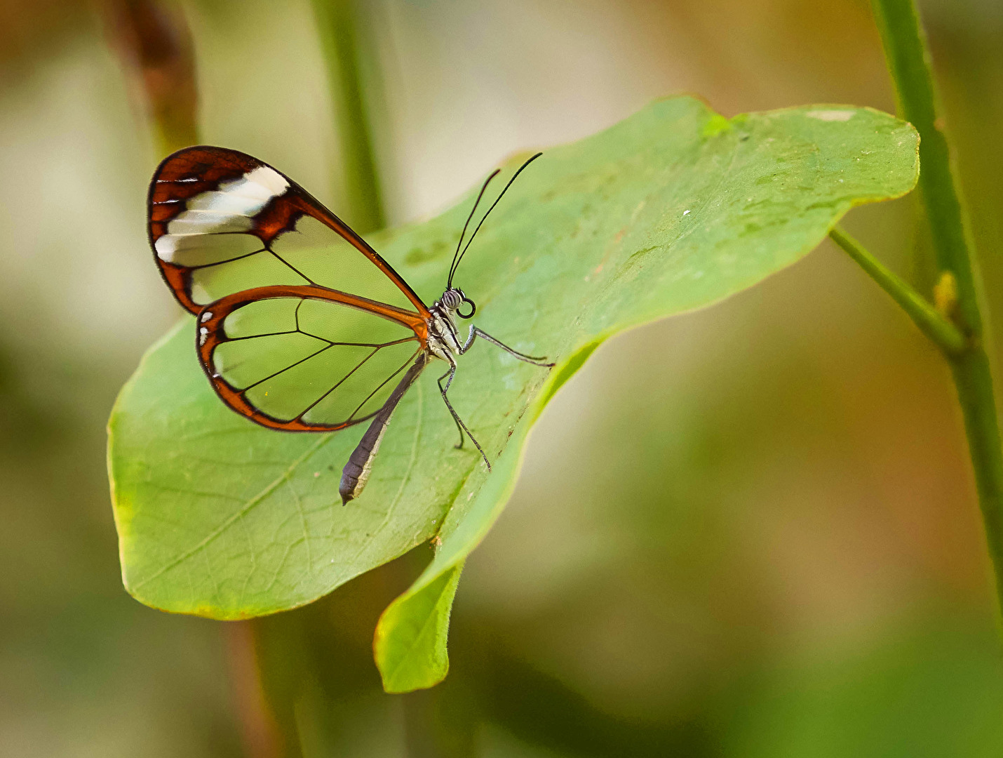 Und noch ein Glasflügler