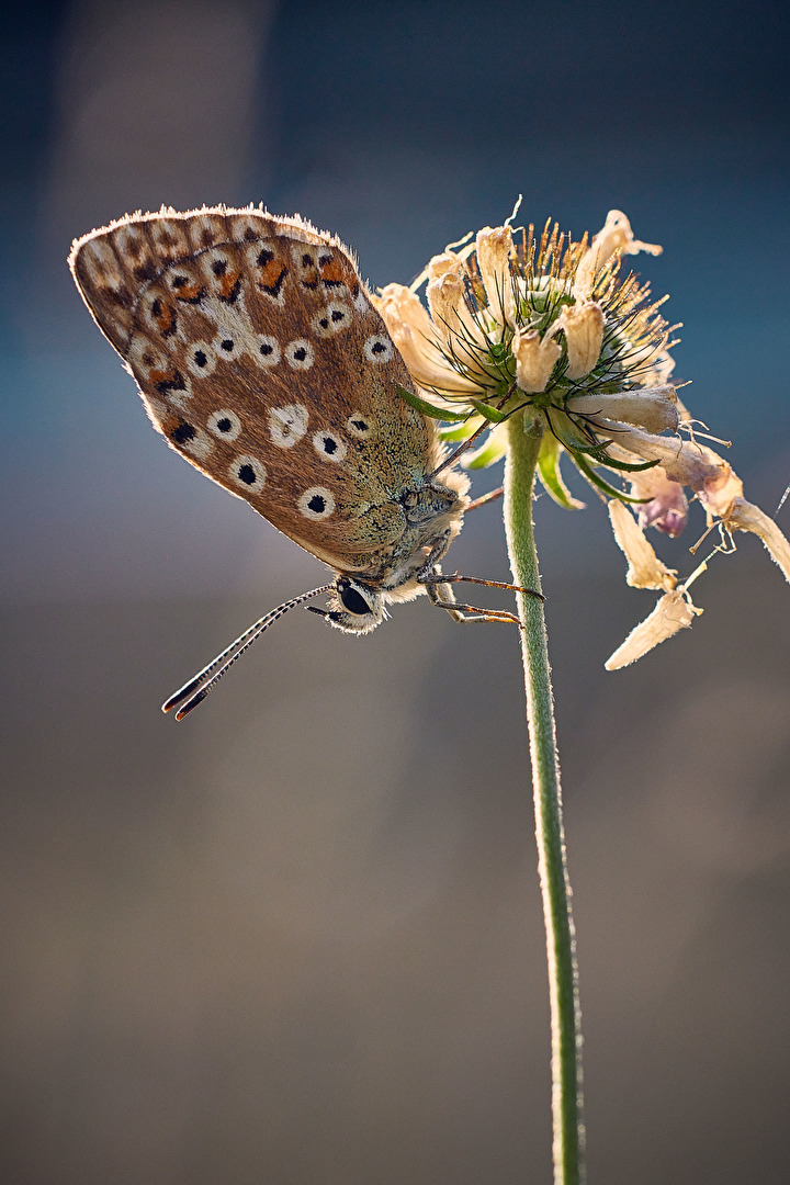Schmetterlinge, Falter