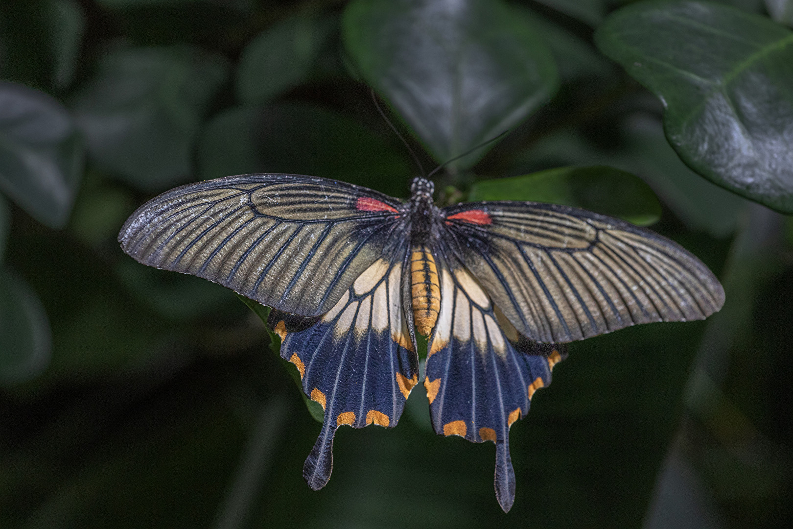 ein wunderschöner - mir unbekannter - Schmetterling