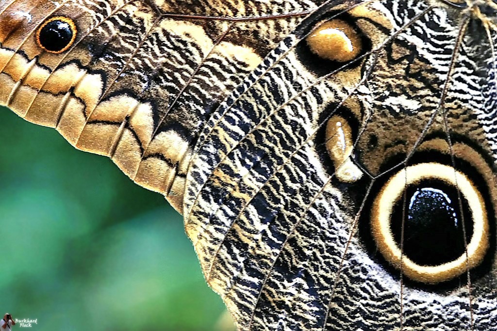 Können diese Augen lügen?