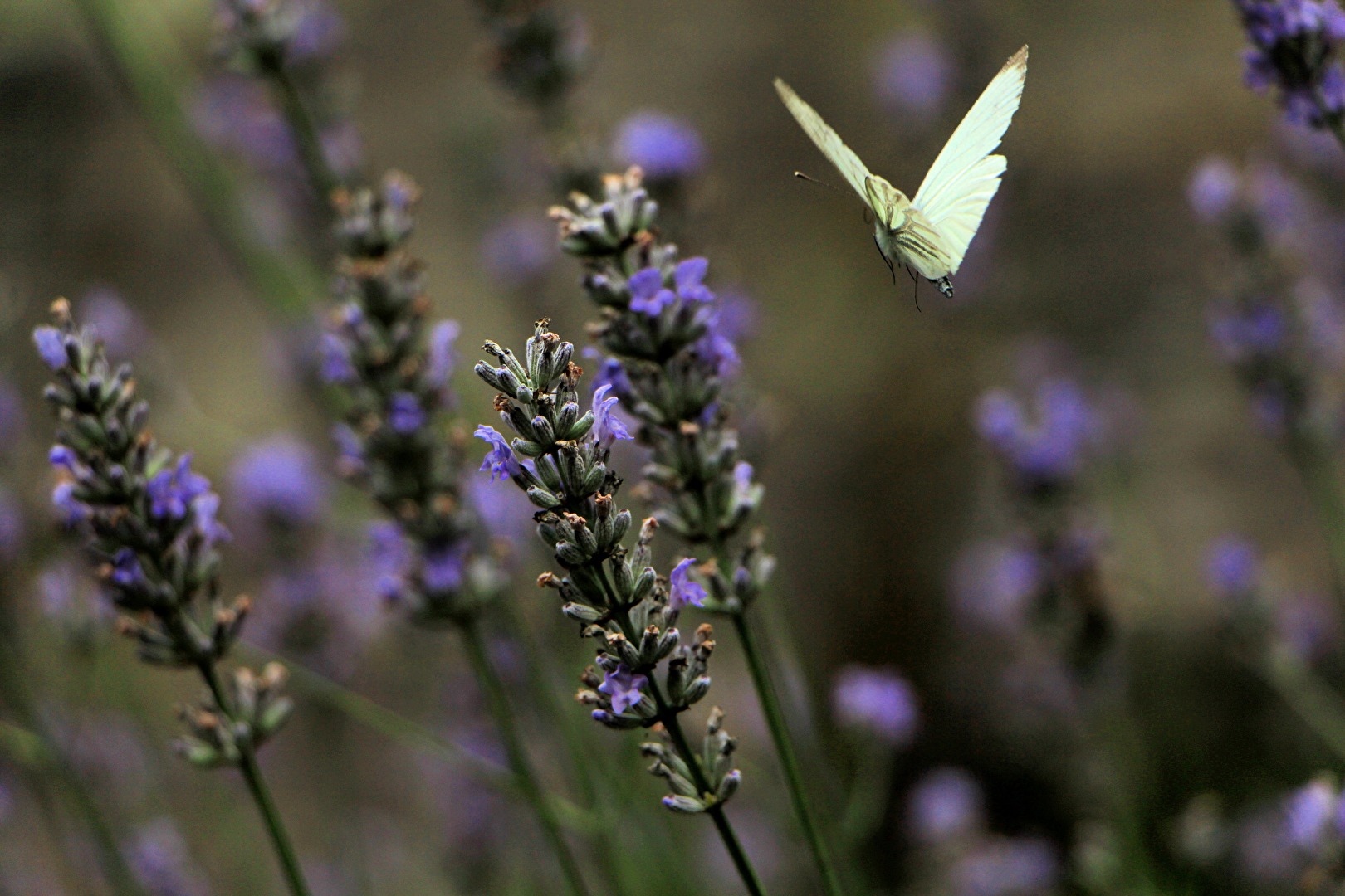 Schmetterling in  der Eifel