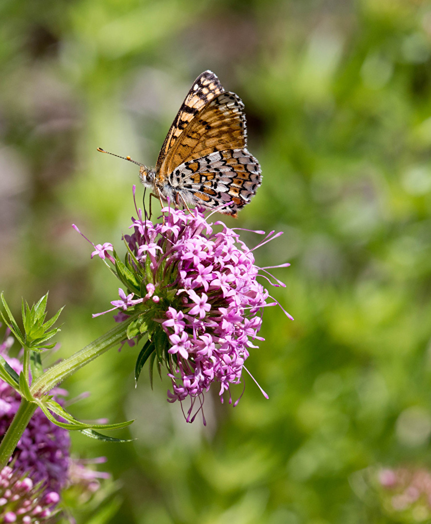 Wachtelweizen-Scheckenfalter