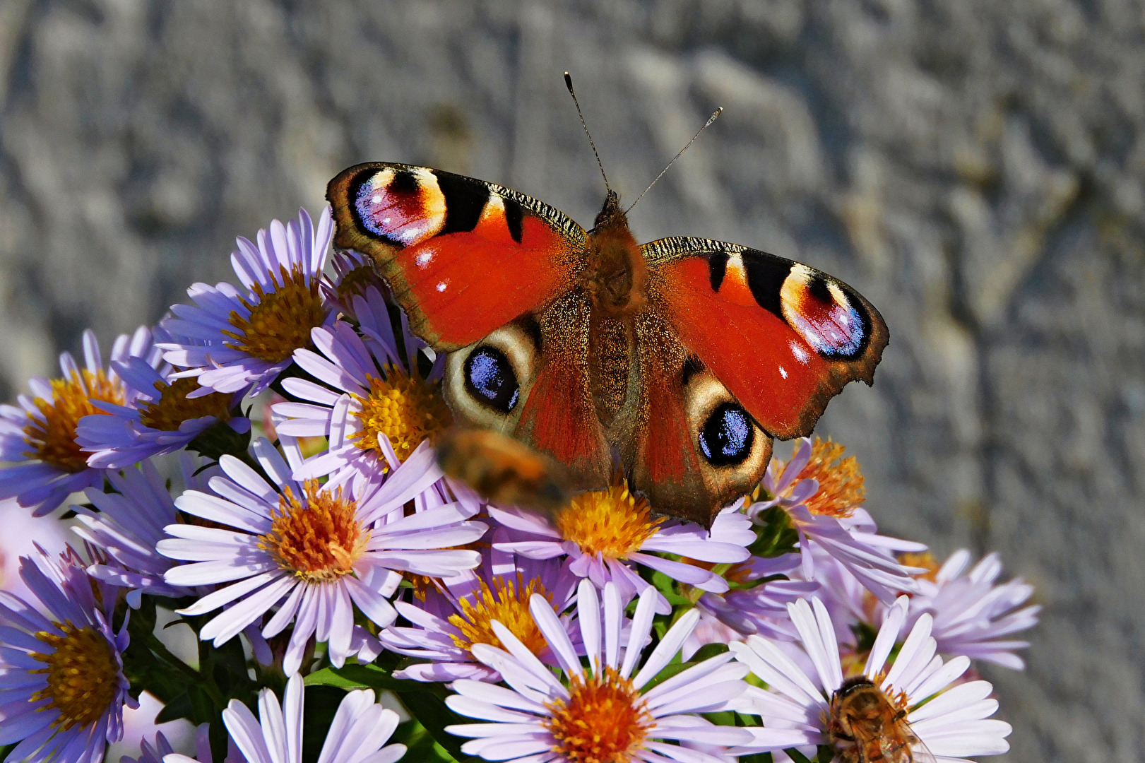 Tagpfauenauge (Inachis io)