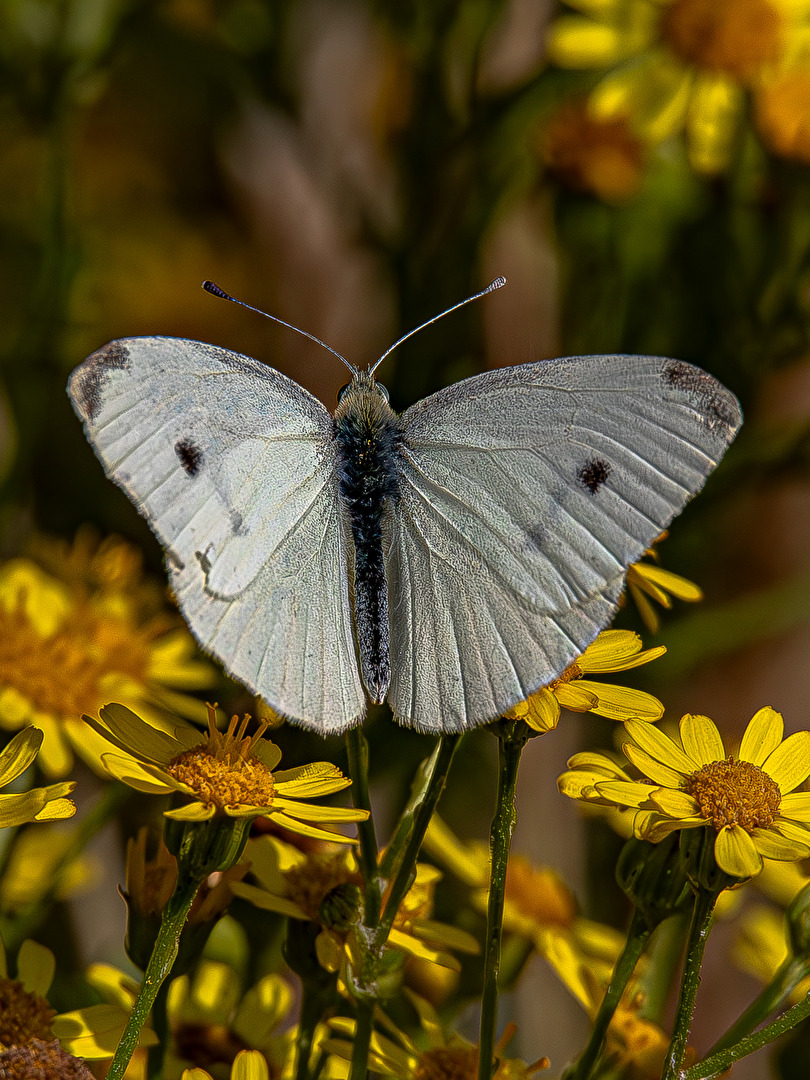 Kleiner Kohlweissling  (Pieris rapae)