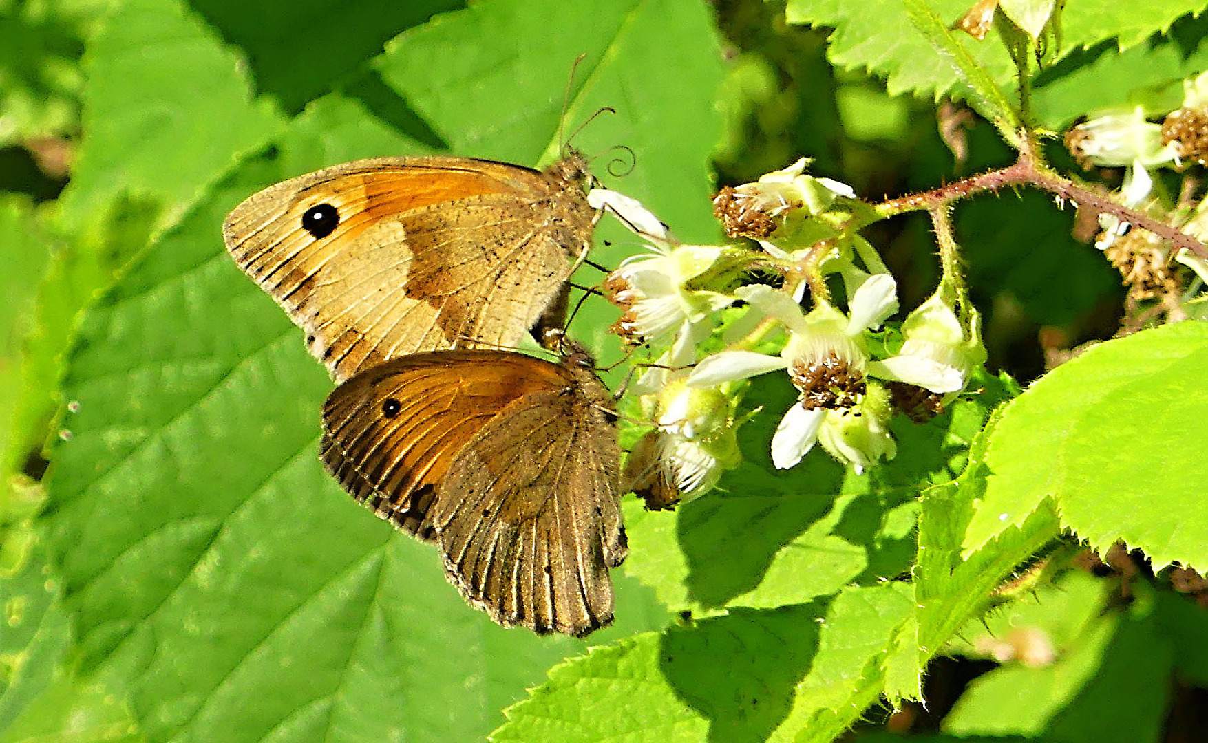 Kleine Wiesenvögelchen (Coenonympha pamphilus)