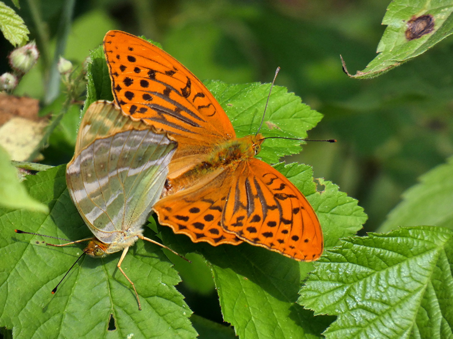 Kaisermantel bei der Paarung