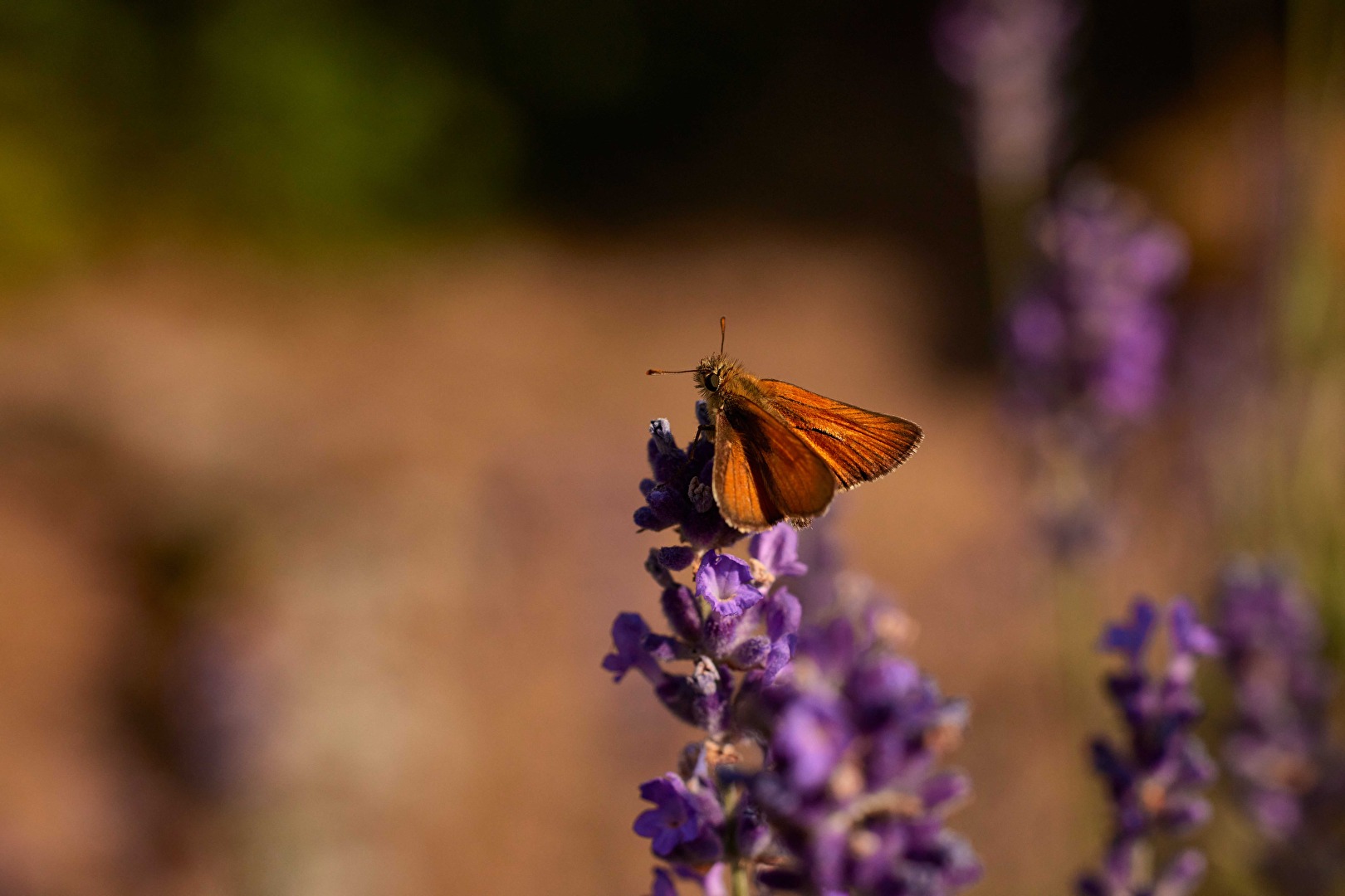 Dickkopffalter an Lavendel