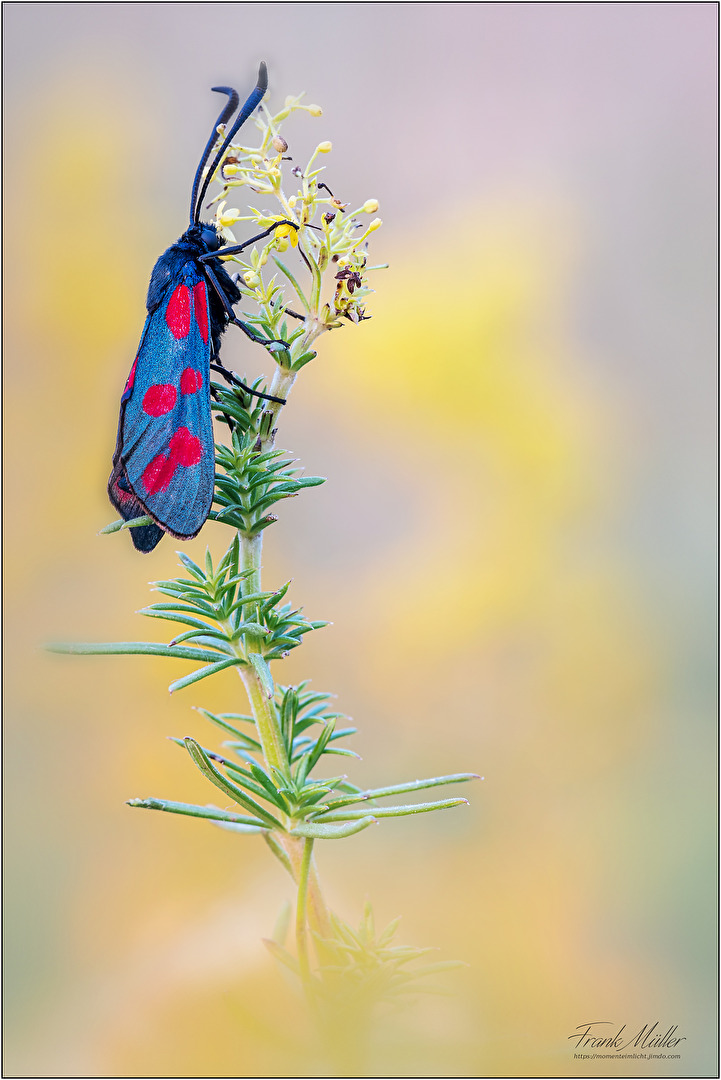 Sechsfleck-Widderchen