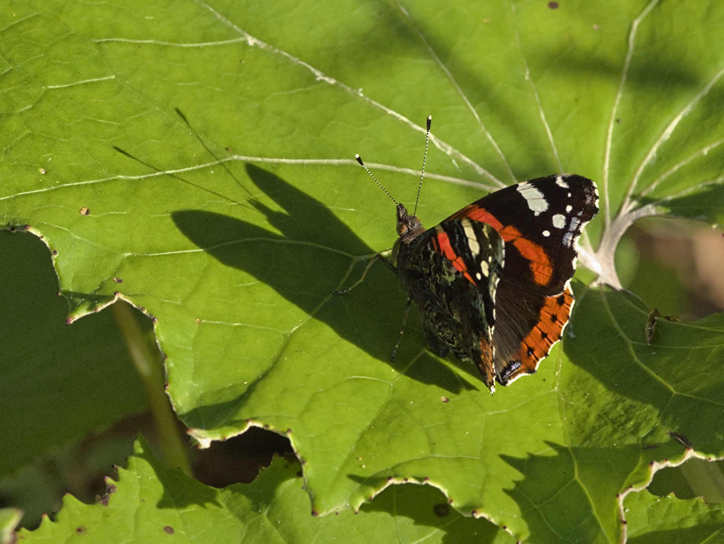 Der Schatten des Admirals