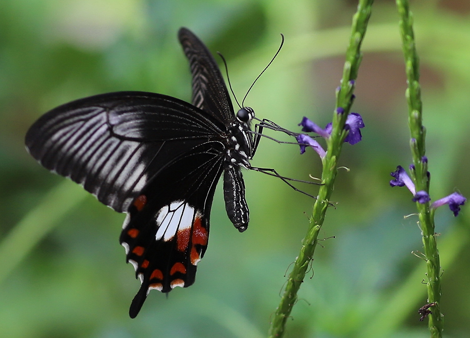 Schmetterlinge, Falter