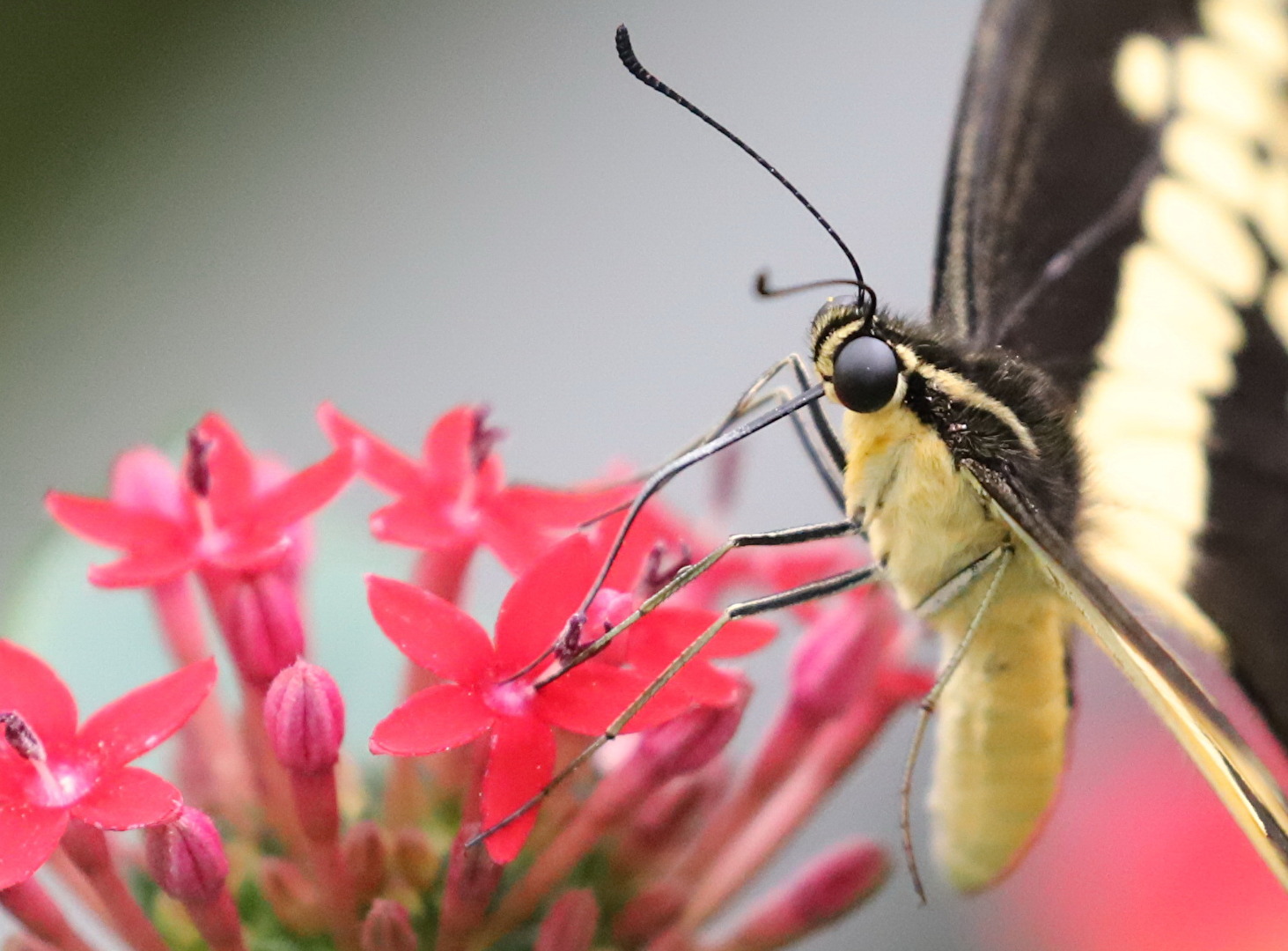 Schmetterlinge, Falter