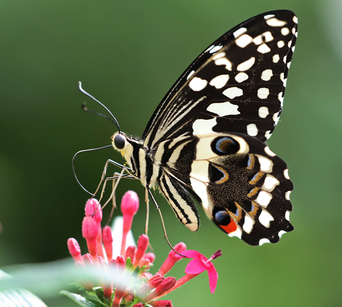 Schmetterlinge, Falter