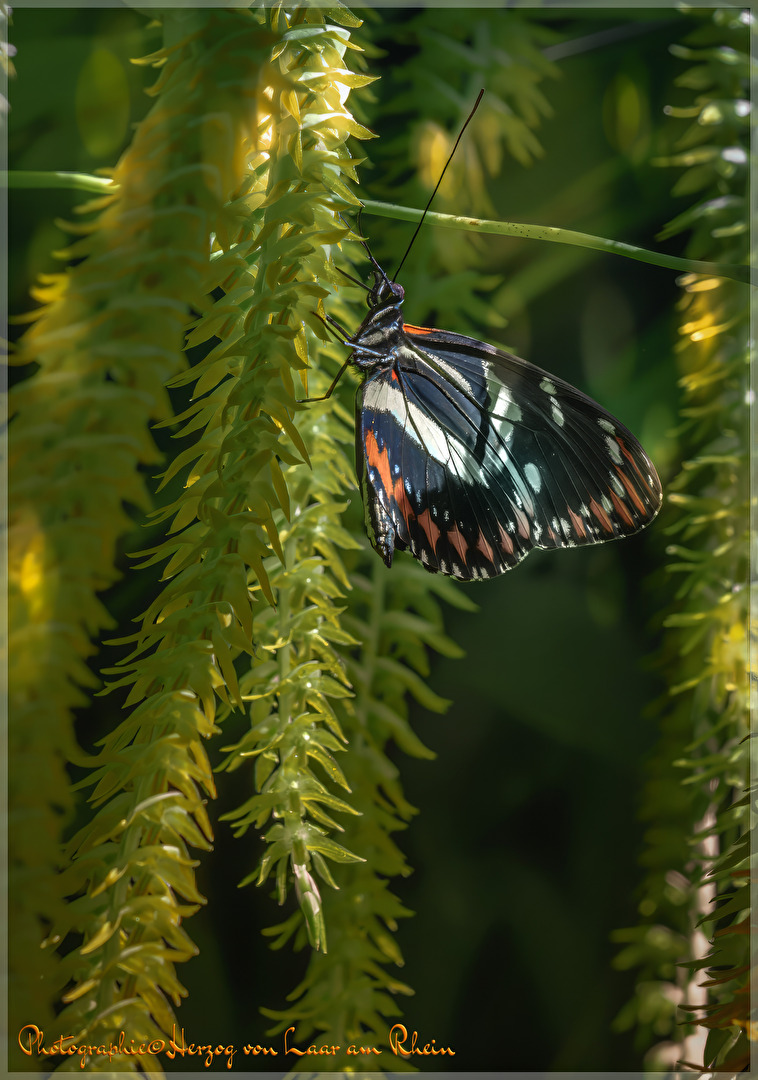 Schmetterlinge, Falter