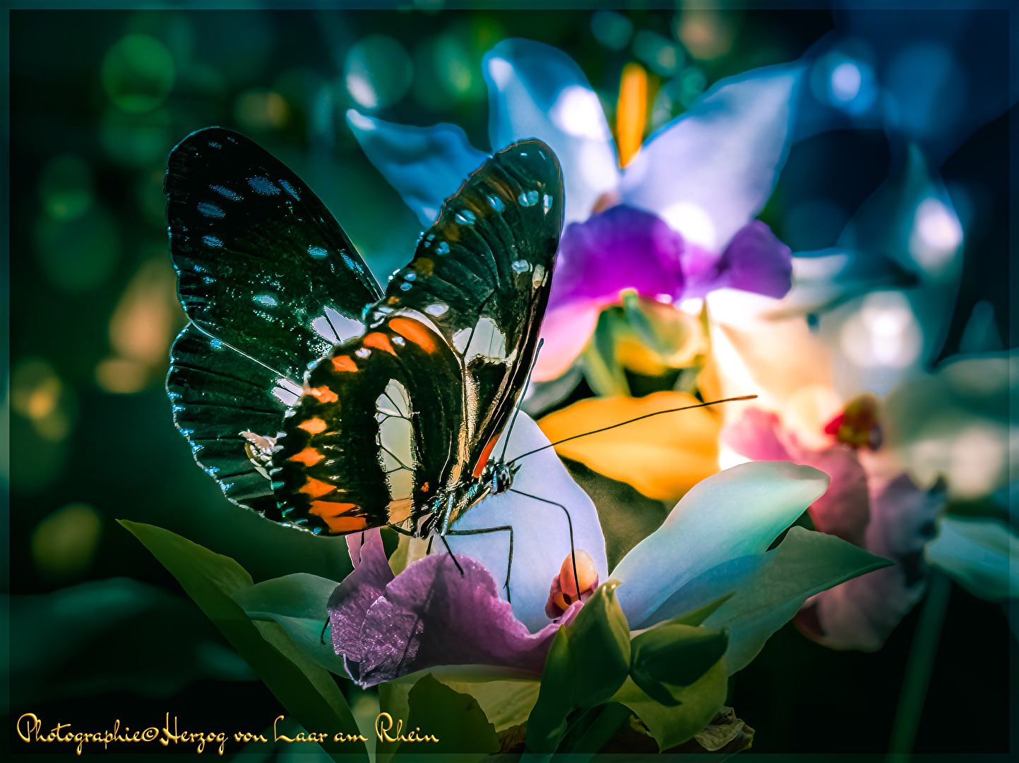 Schmetterlingsbesuch. . .