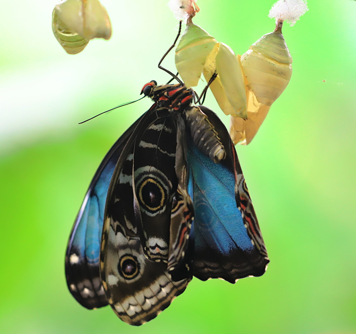 Schmetterlinge, Falter