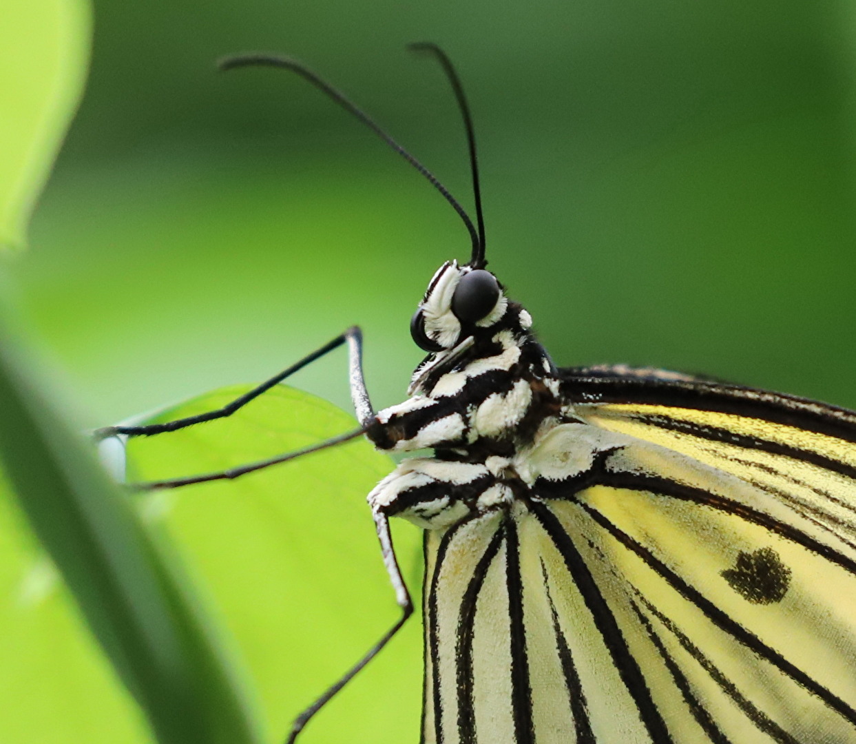 Schmetterlinge, Falter