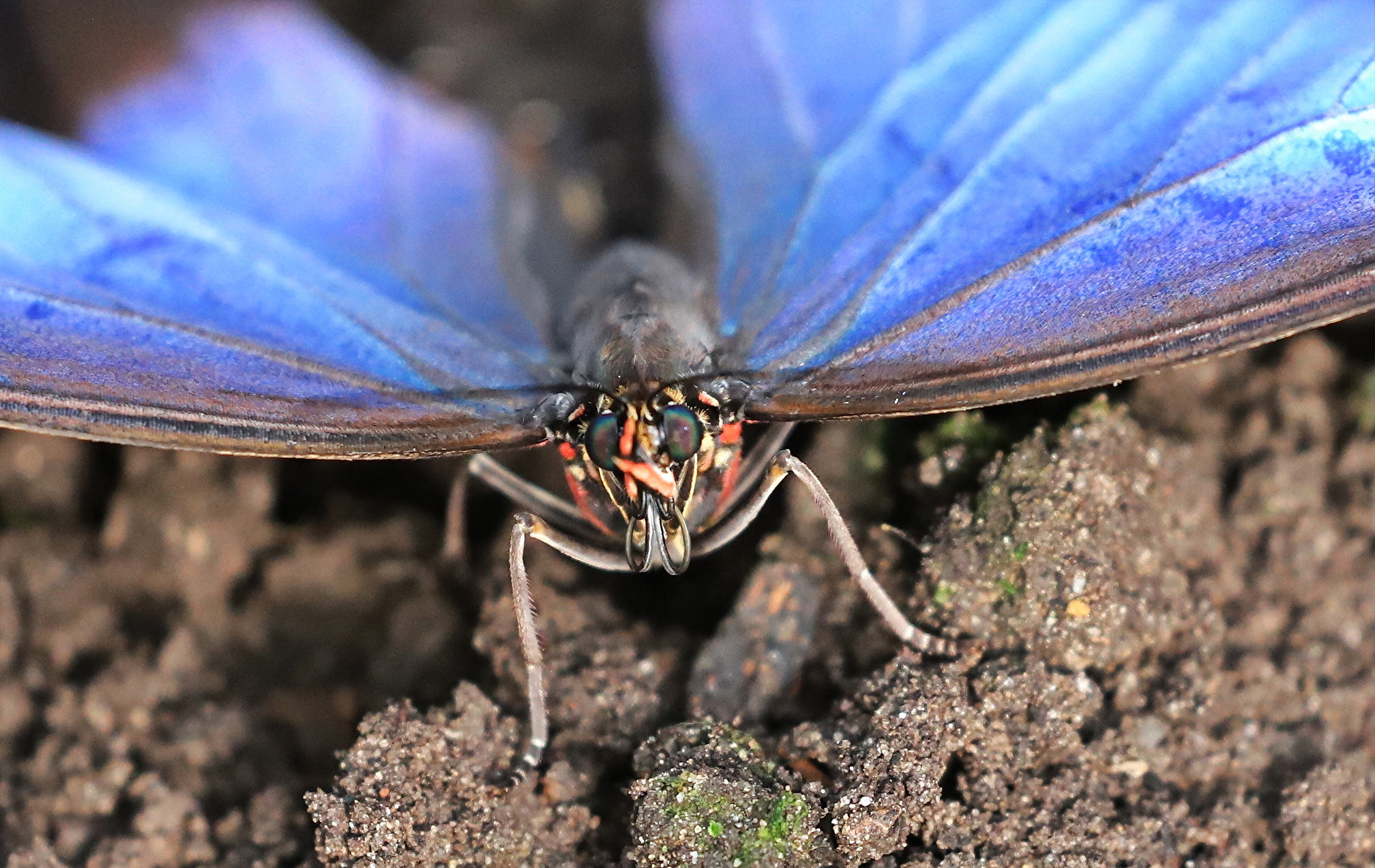 Schmetterling mai anders