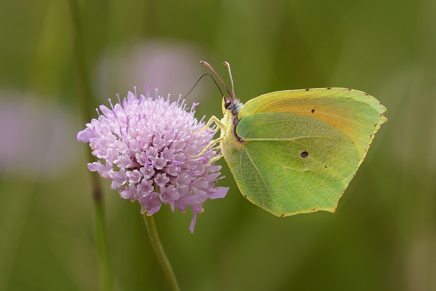 Mittelmeer-Zitronenfalter oder Kleopatrafalter