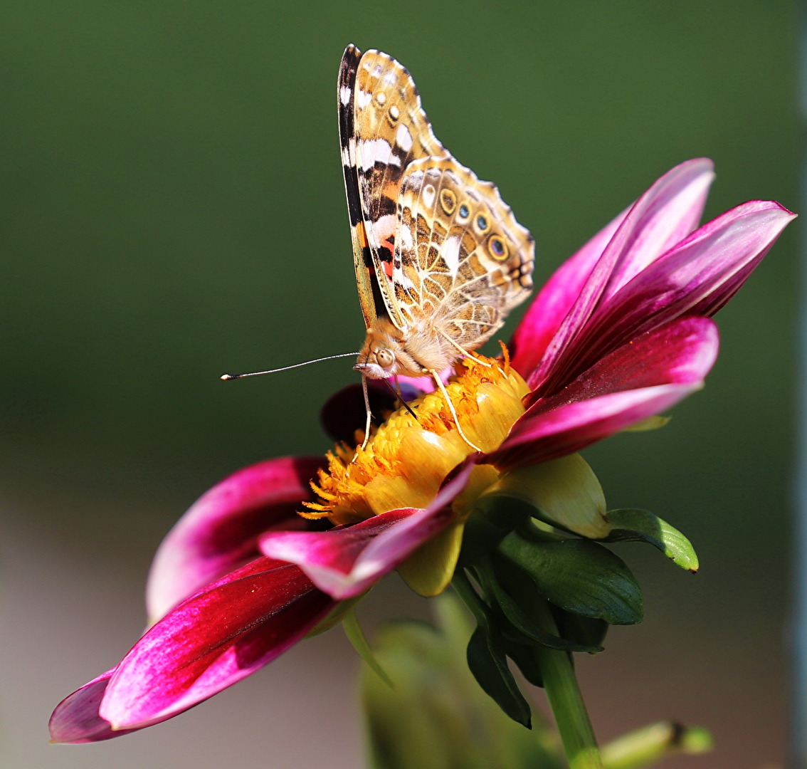 Schmetterlinge, Falter