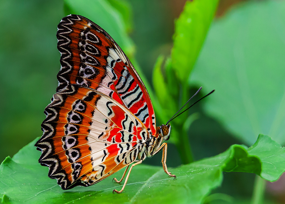 Spitzenflügel (Cetohosia biblis) Südamerika