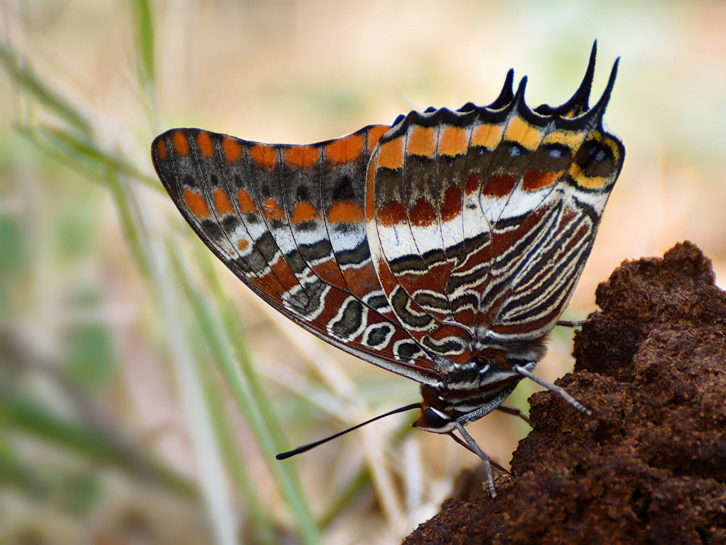 Erdbeerbaumfalter - Charaxes jasius