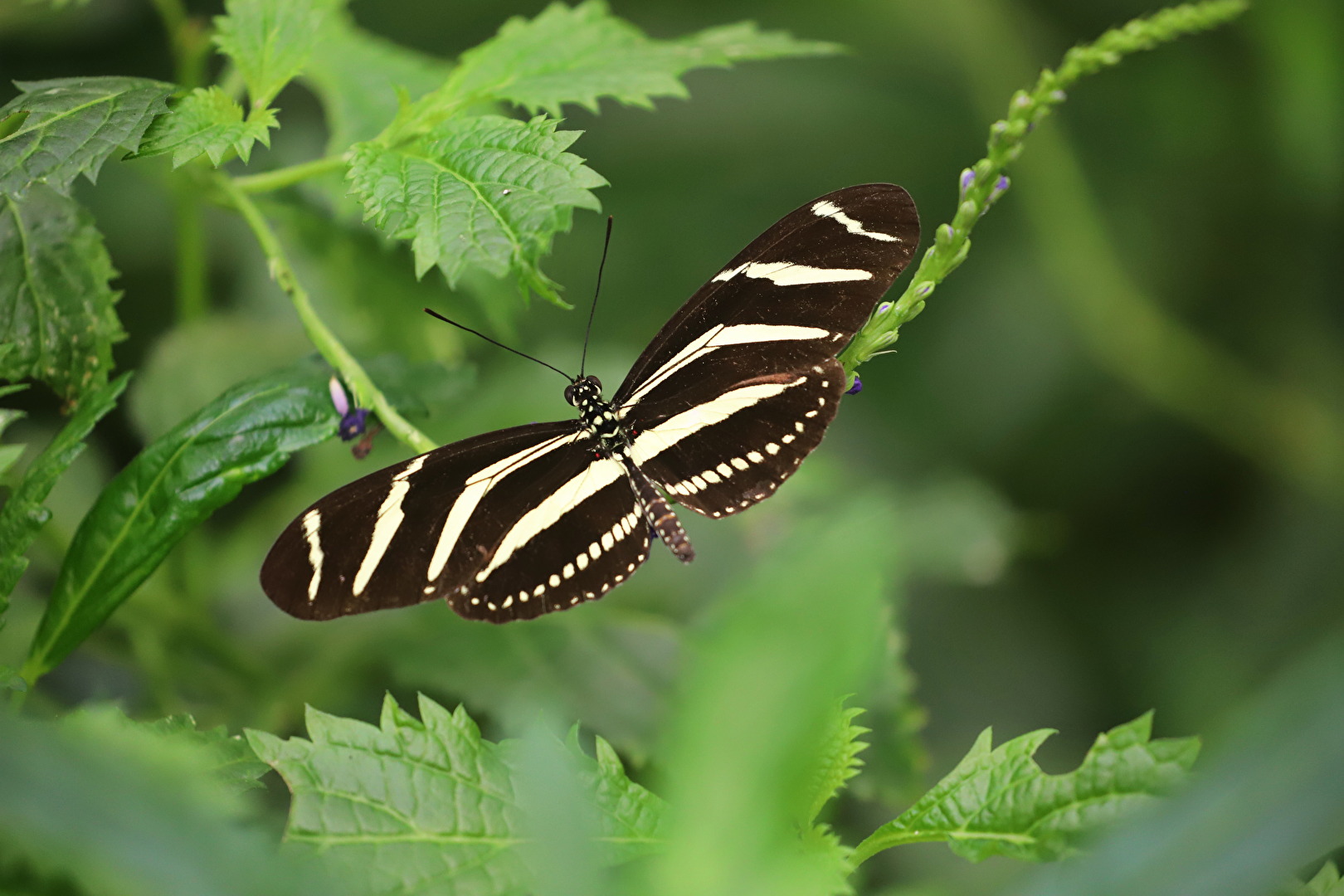 Zebrafalter