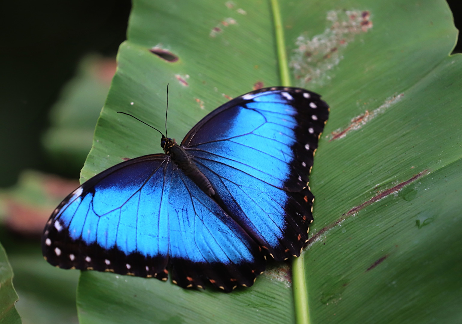 Blauer  Morphofalter