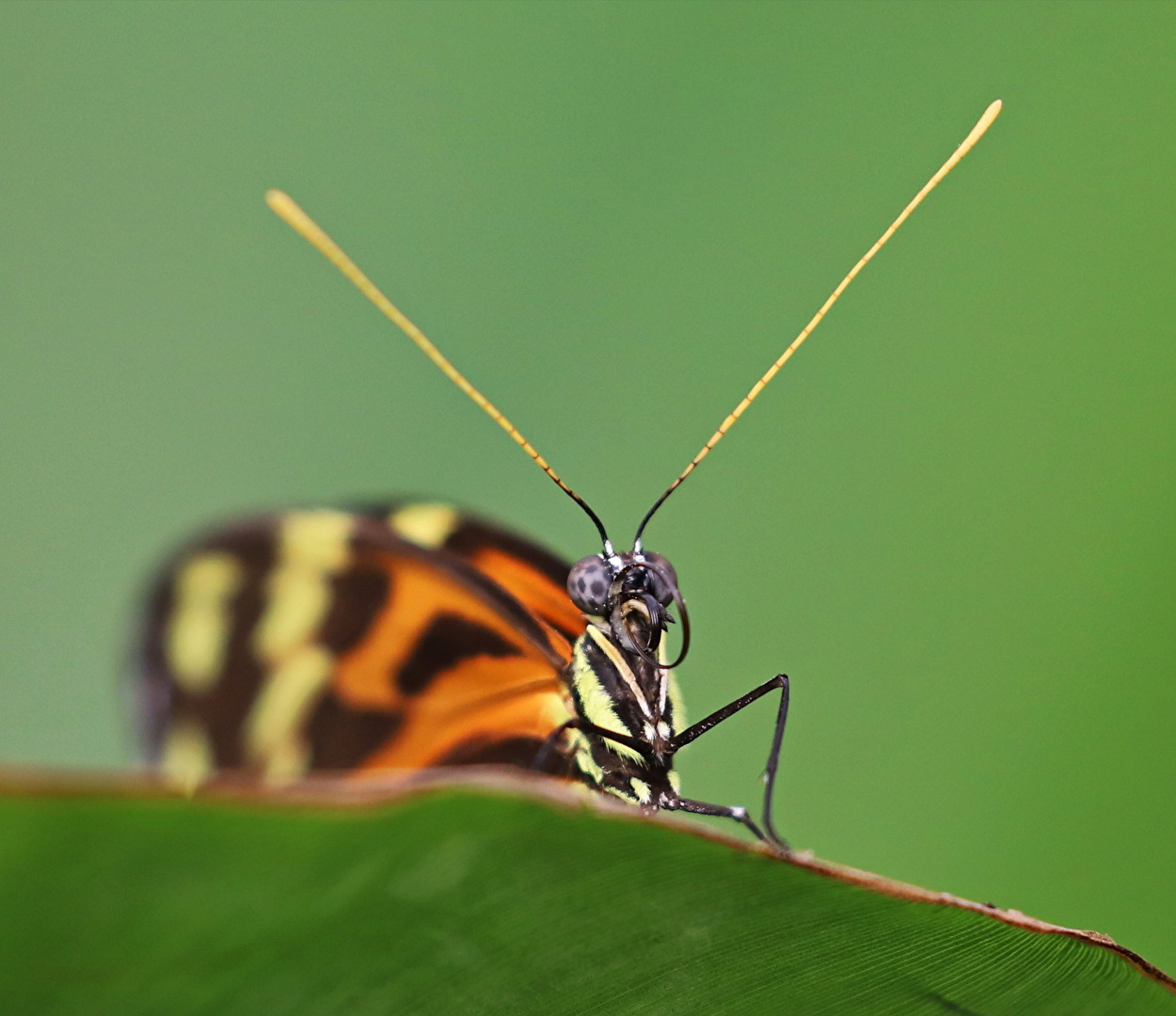 Schmetterlinge, Falter