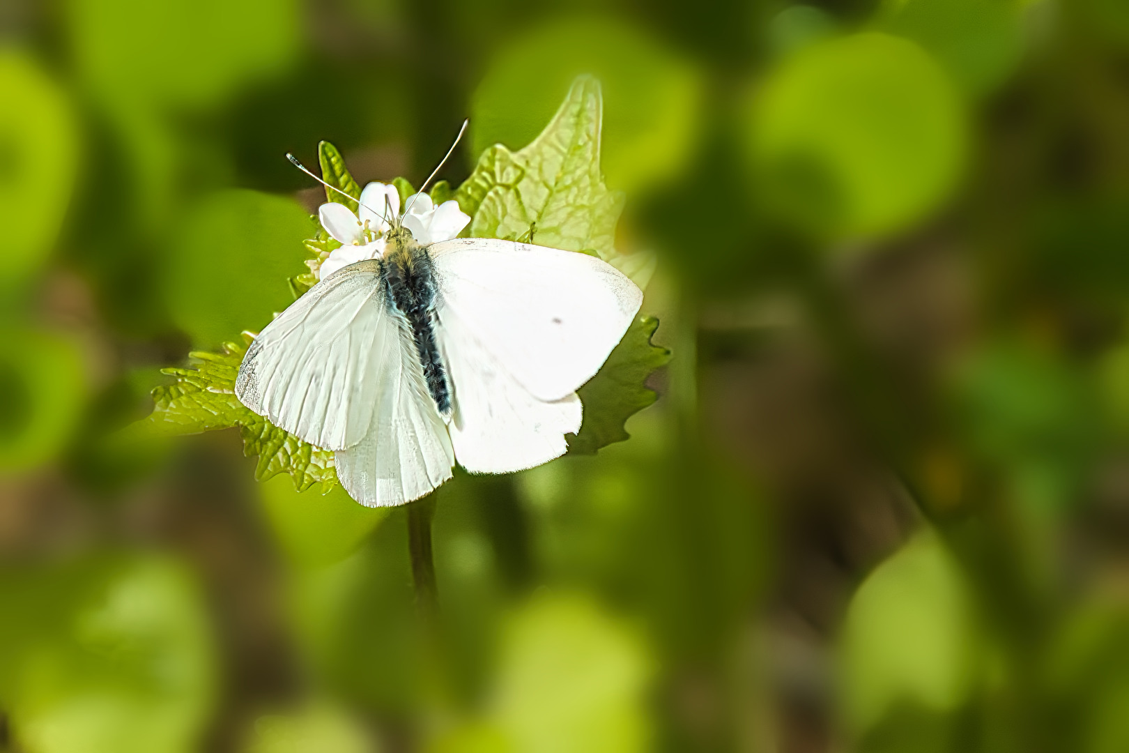 Schmetterlinge, Falter