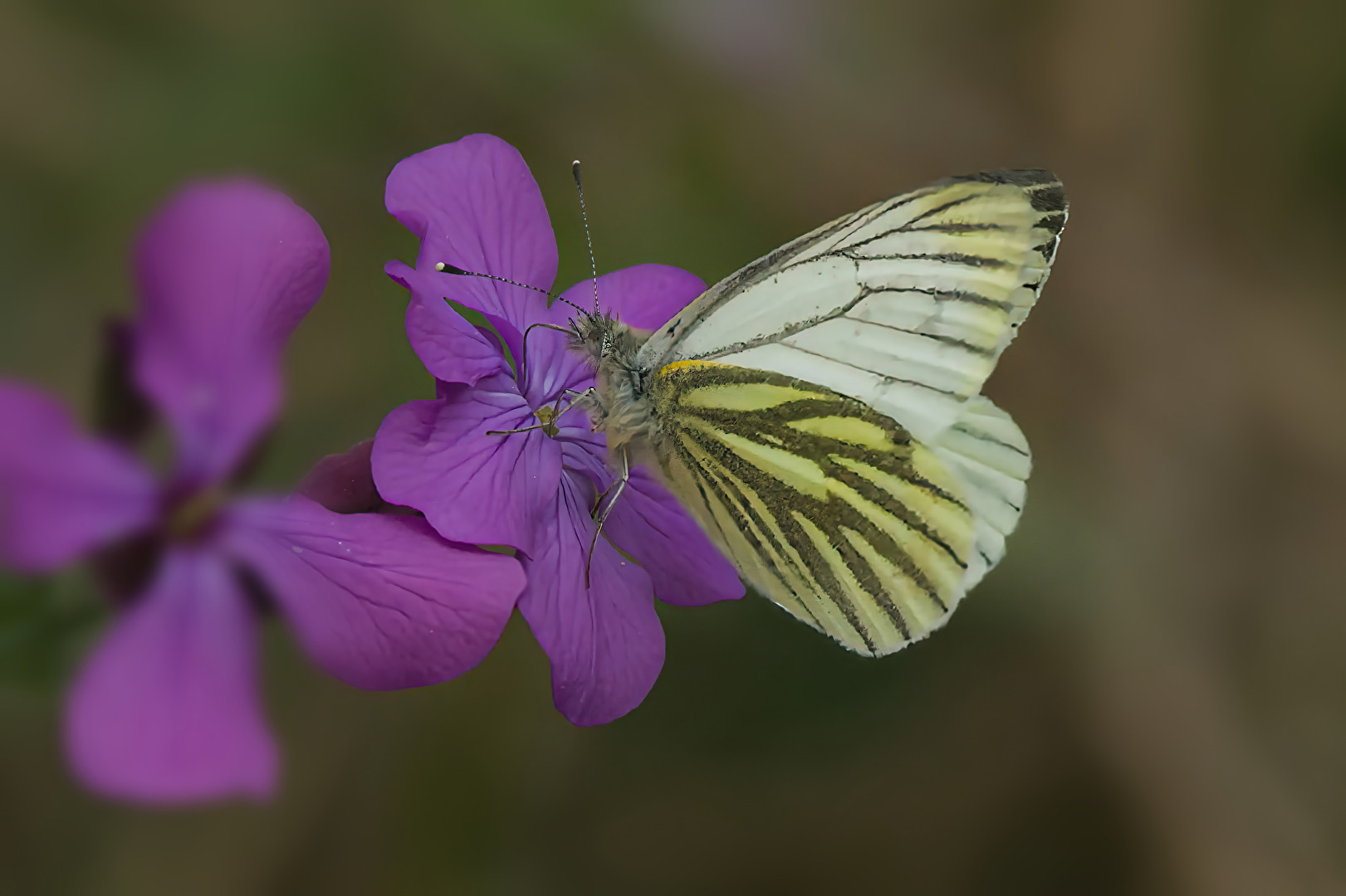 Schmetterlinge, Falter