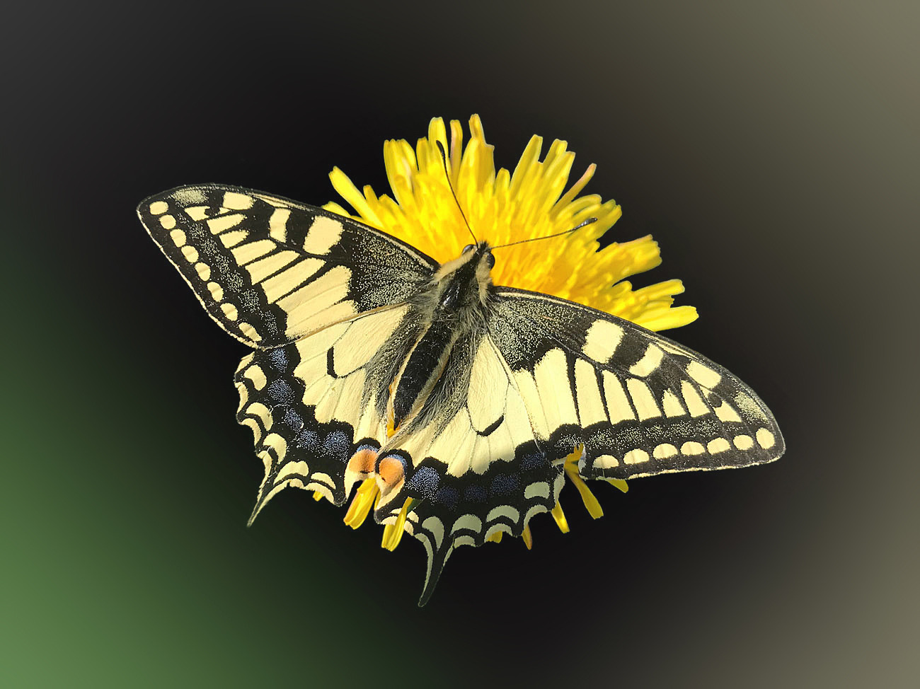 Der Schwalbenschwanz...