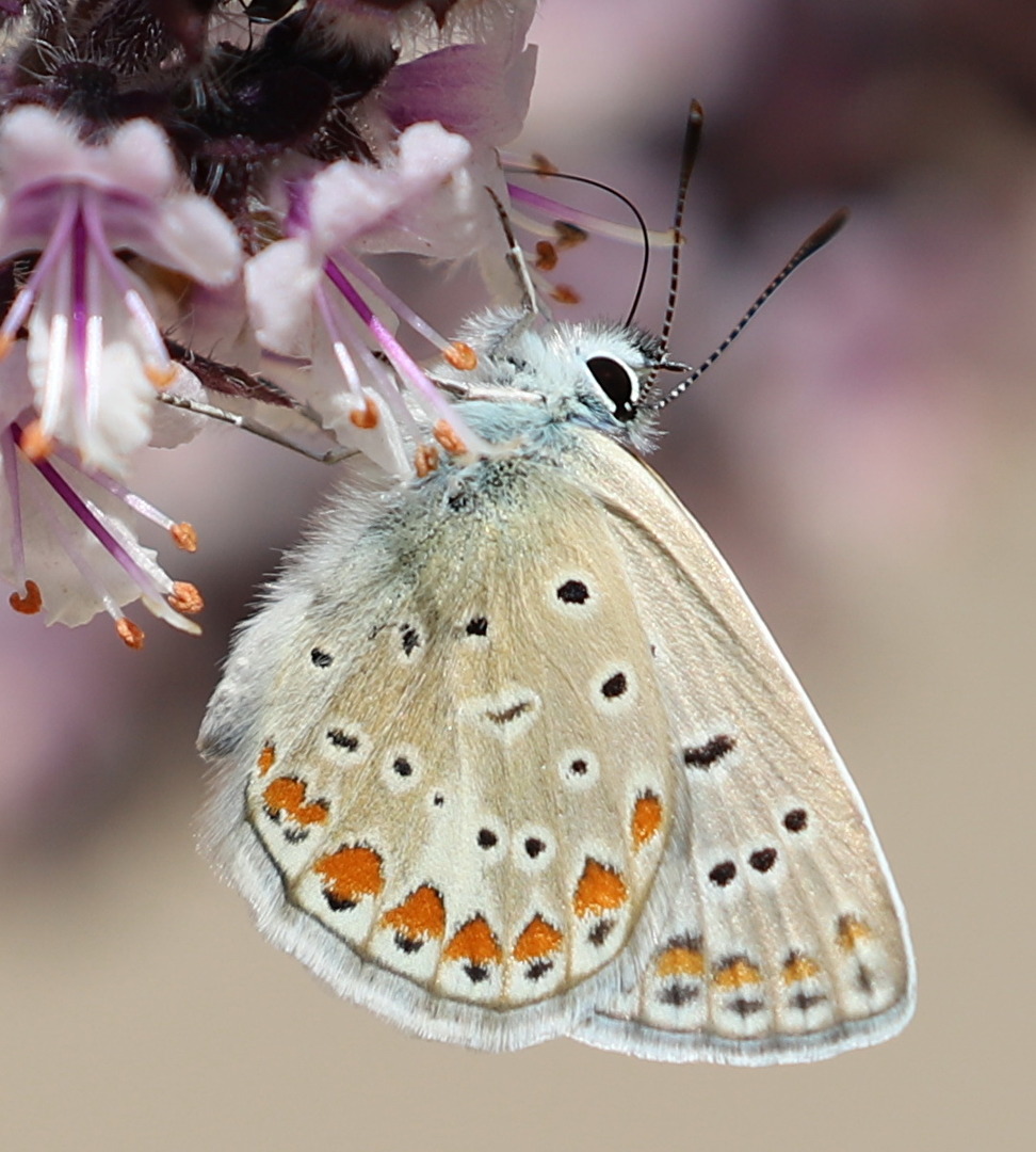 Schmetterlinge, Falter