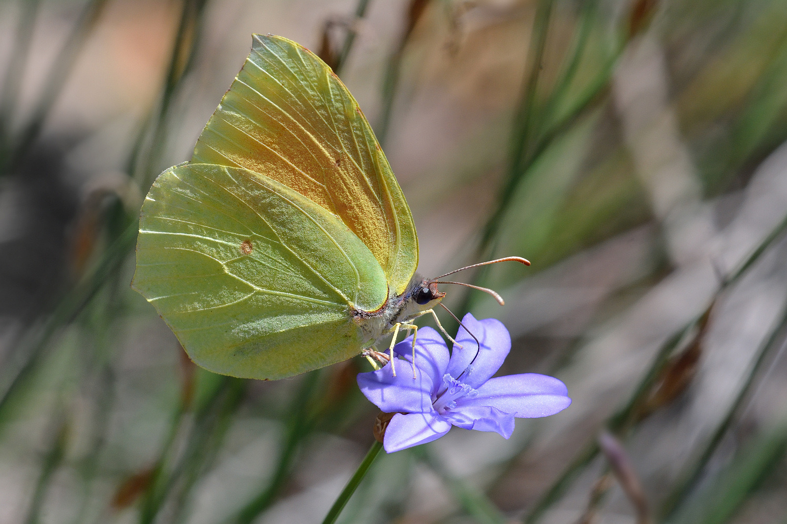 Mittelmeer-Zitronenfalter oder Kleopatrafalter