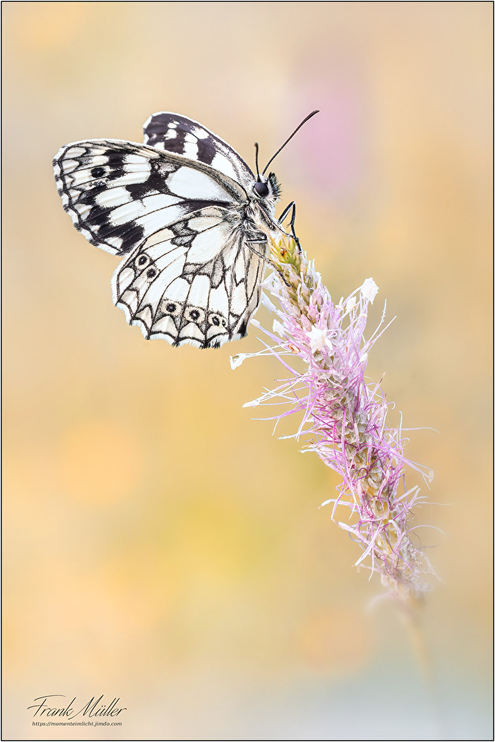Schachbrettfalter  (Melanargia galathea)