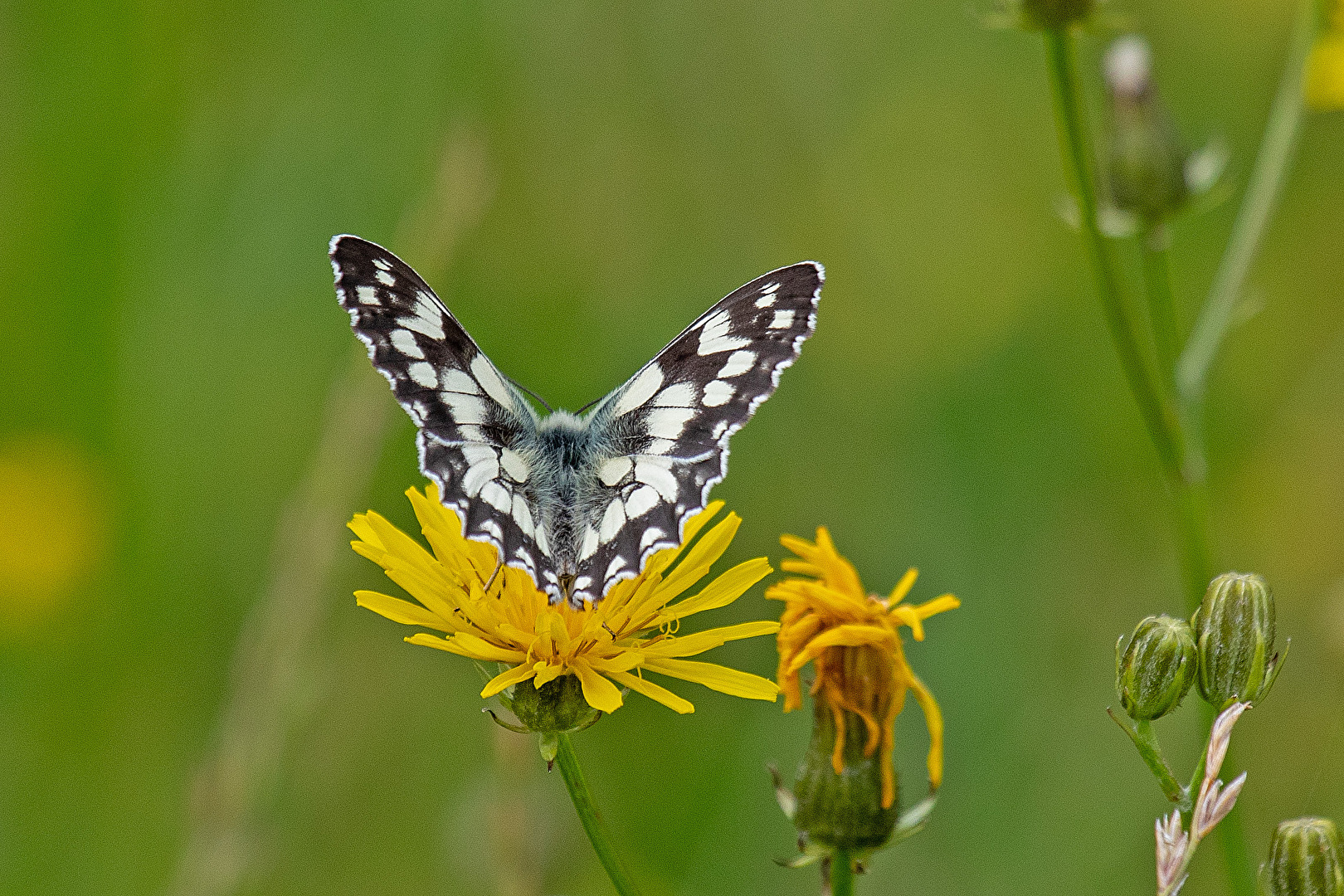 Falter namens Schachbrett
