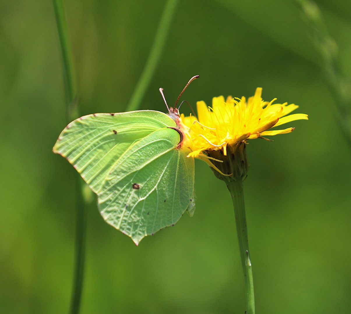 Schmetterlinge, Falter