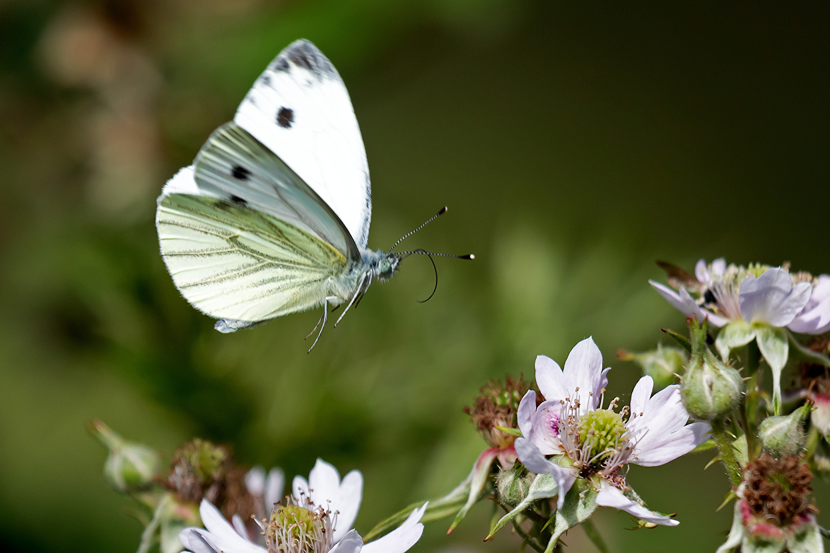 Kohlweißling vor einer Blüte am Brombeerenstrauch