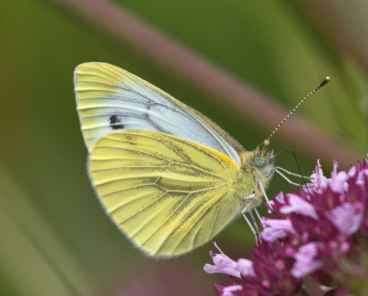 Schmetterlinge, Falter