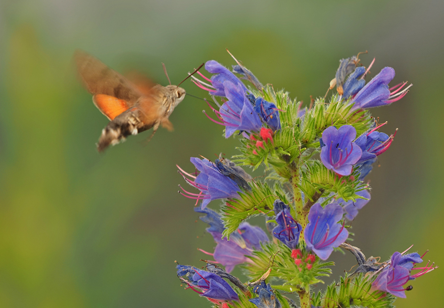 #Fliegende Insekten