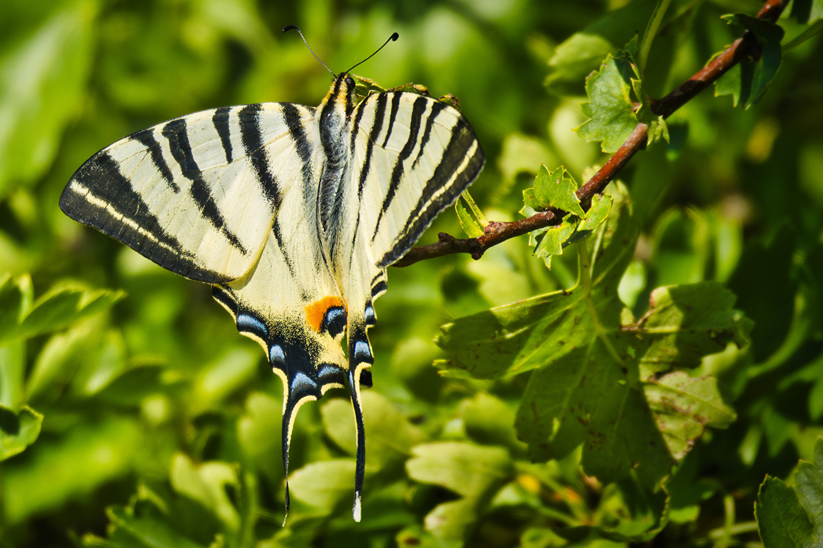 Schmetterlinge, Falter