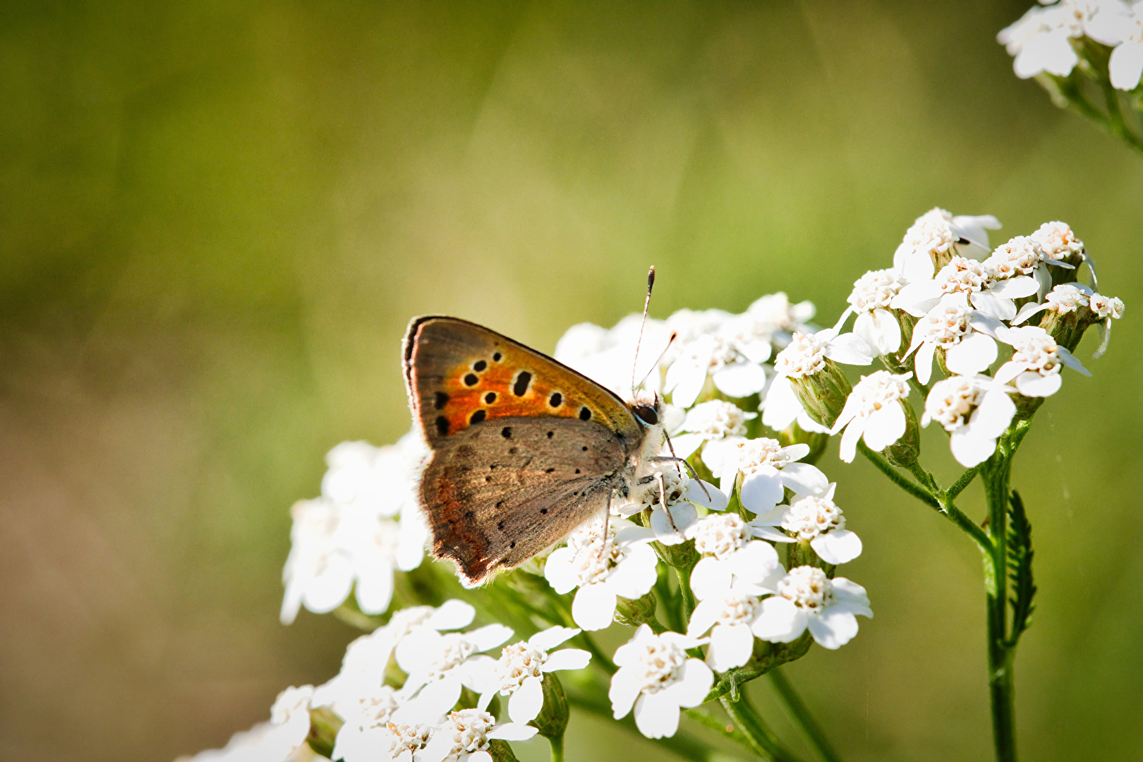 Schmetterlinge, Falter