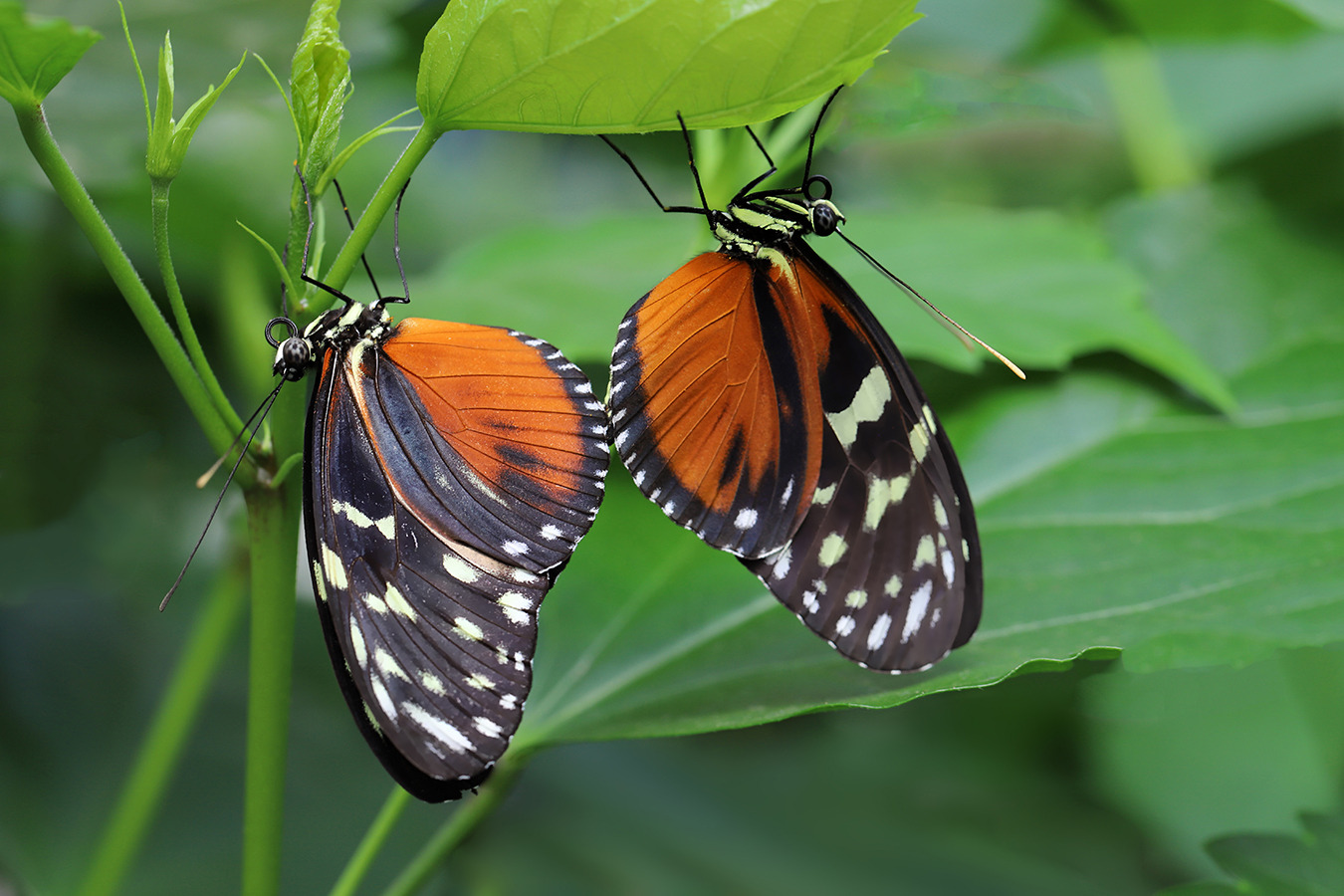 Heliconius